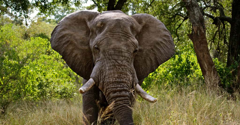 Éléphant dans le Park National Kruger, Afrique du Sud. © Kate Higgs, Shutterstock