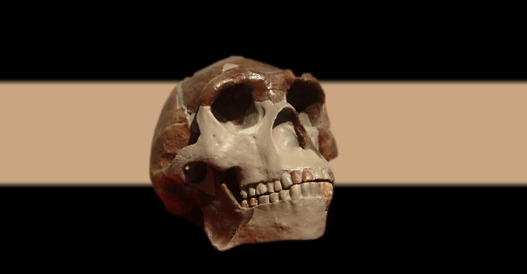 Réplique du crâne sur le site de Dmanisi. © Yan Li, CC by-sa 3.0