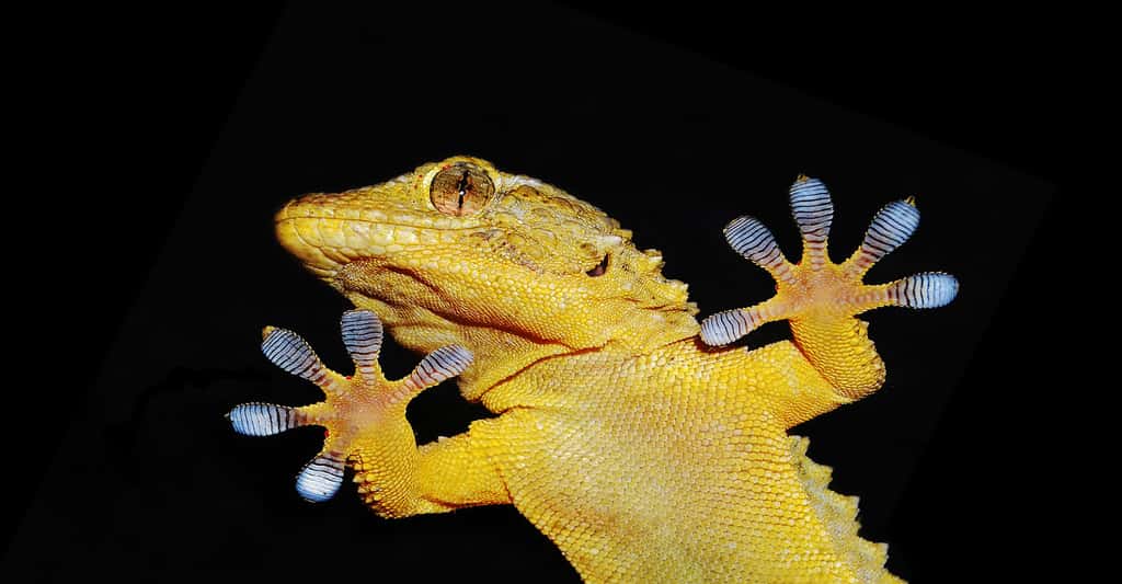 Gros plan sur les pattes d'un gecko. © Nico99 - Fotolia