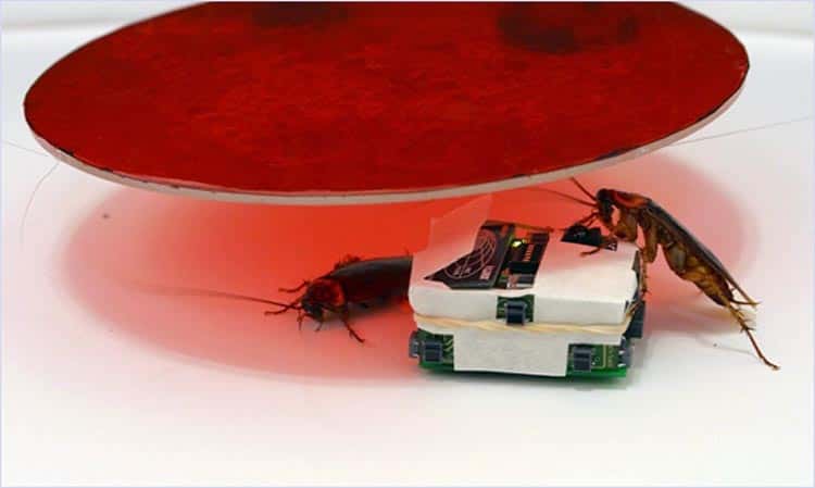 Leurre project. © <a target="_blank" href="http://mobots.epfl.ch/animal-robot-interaction.html">Mobots,</a> DR