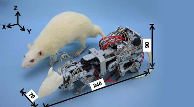 Le robot rat. © <a target="_blank" href="https://www.extremetech.com/extreme/148363-robot-rat-bullies-real-rats-into-depression-for-science">Extreme Tech</a>, DR