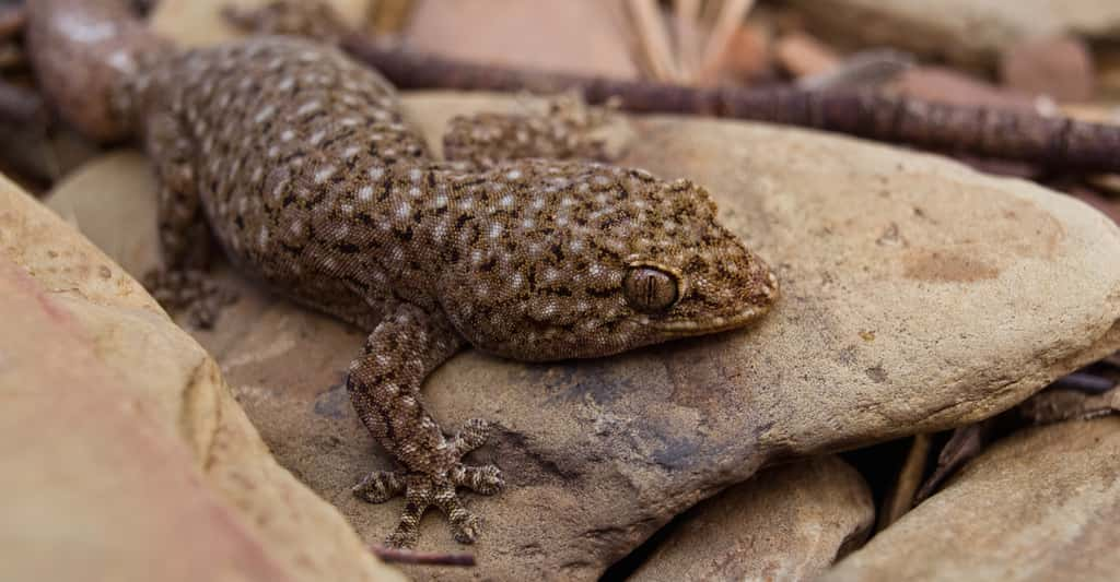 Gecko se dorant au soleil. © Emil Melgaard, CC by-nc 2.0