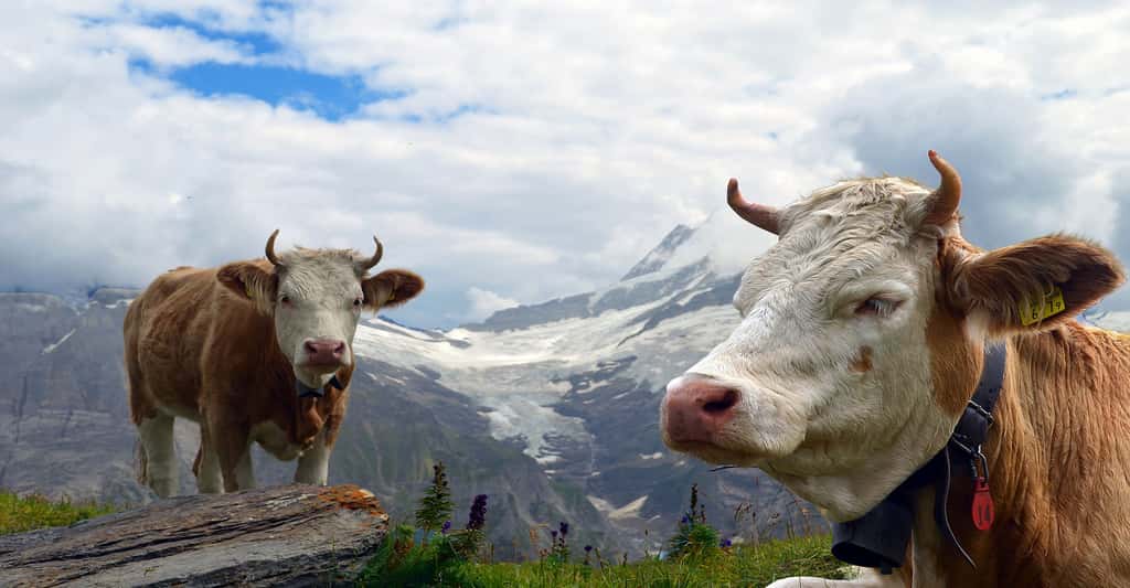 La corne broyée, fabriquée à partir de cornes de vaches, est un exemple d'engrais minéraux bio. © Lohrelei, Pixabay, DP