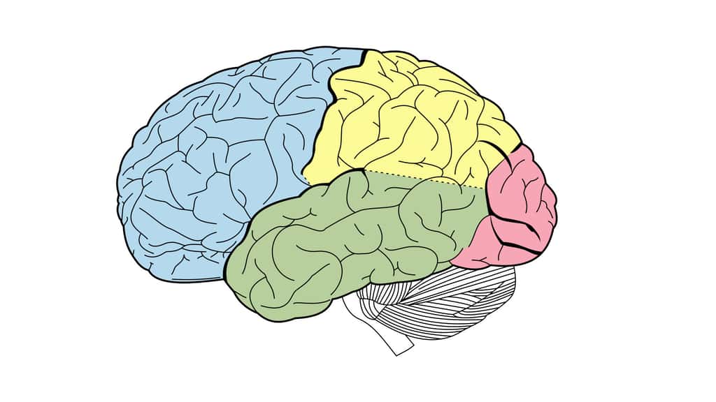 Les lobes du néocortex humain : frontal (bleu), pariétal (jaune), occipital (rose) et temporal (vert). © Henry Vandyke Carter, wikimedia commons, DP