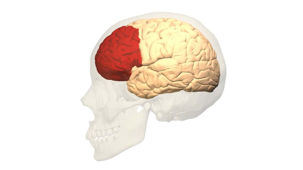 Cortex préfrontal. © Polygon data, wikimedia commons, CC 2.1 Japan