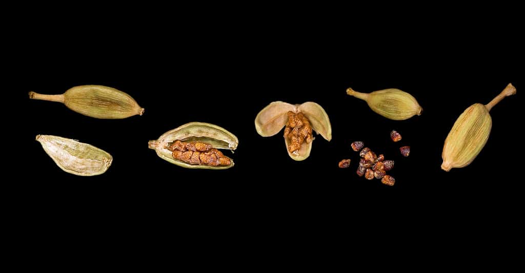 Capsules et graines de cardamome. © Didier Descouens, <em>Wikimedia commons,</em> CC by-sa 4.0