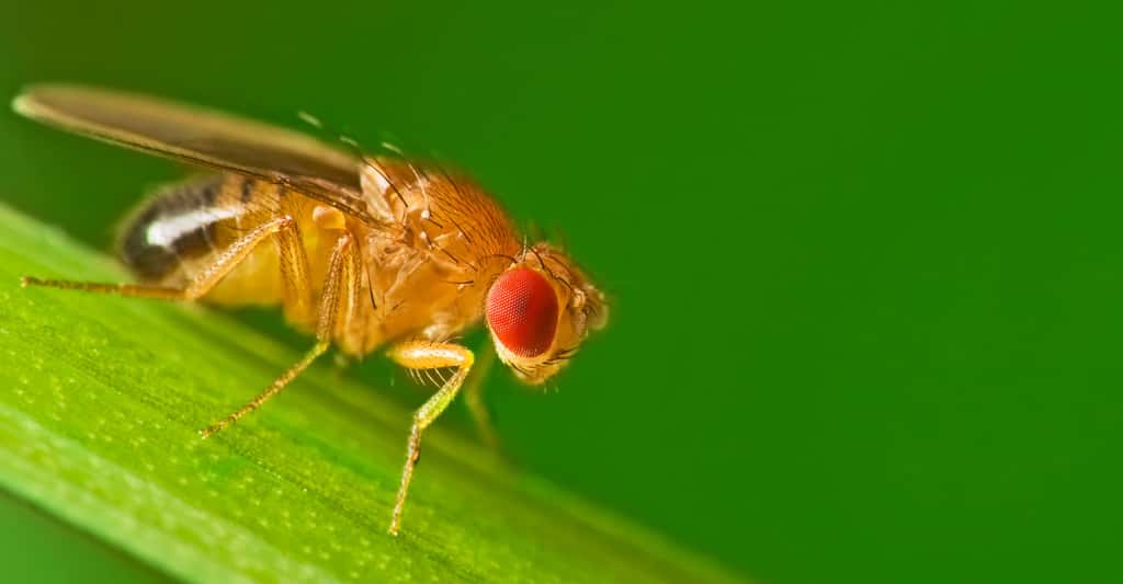 <em>Drosophila Melanogaster.</em> © Studiotouch - Shutterstock
