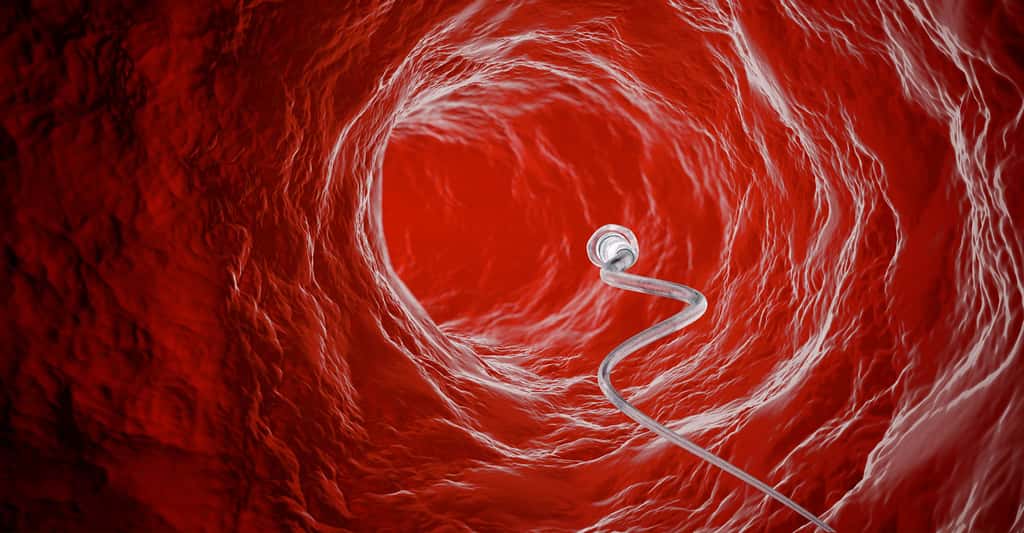 Spermatozoïde rentrant dans une ovule. © Pavel Chagochkin, Shutterstock