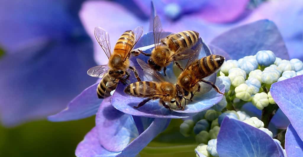 Les abeilles ont un langage très élaboré. © Oldiefan, Pixabay, DP