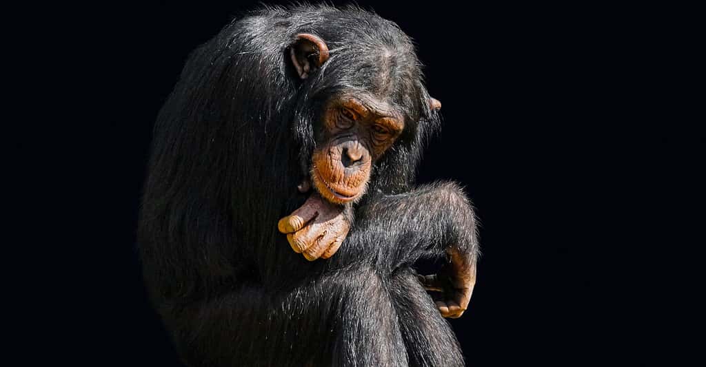 Kant et le chimpanzé. © Gellinger, Pixabay, DP 