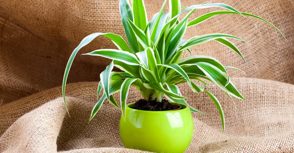 Comment dépolluer l'air intérieur ? Grâce aux plantes ? Pas si sûr… Ici <em>Chlorophytum comosum. © </em>Motorolka, Shutterstock