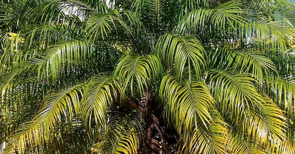 <em>Phoenix roebelenii</em>, ou dattier du Mékong, est un palmier d'intérieur. © Forest &amp; Kim Starr, CC by 3.0