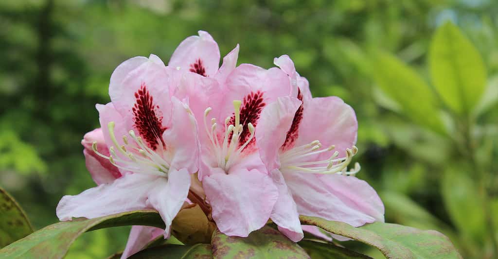 Rhododendron à grosses fleurs. © Thesurvived99, CC by-sa 3.0