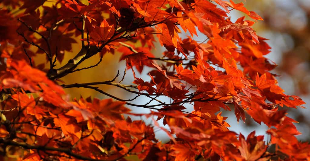 Feuilles rouges d’érable du Japon (<em style="text-align: center;">Acer palmatum</em>)<em>. </em>© Kanegen, CC by 2.0