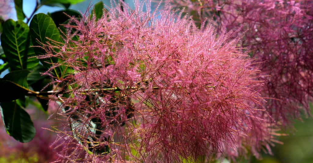 Inflorescence du <em>Cotinus coggygria</em>, arbre à perruques ou fustet. © Shigeyoshi Umezu, Shutterstock