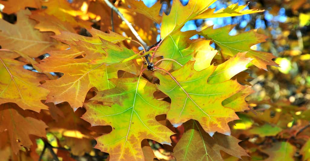 <em>Quercus palustris</em>, le chêne des marais © Petrovichlilin, Shutterstock