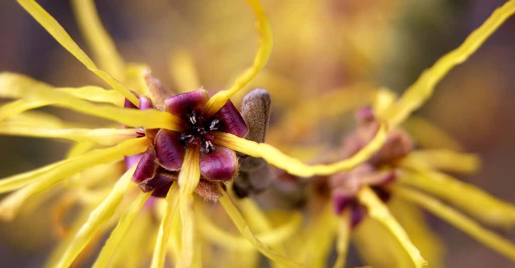 Hamamélis : des feuilles jaunes à orange et des fleurs parfumées