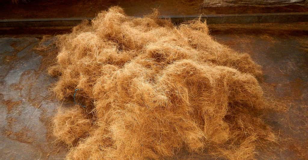 La laine de coco vient des fibres entourant la coque. © Judgefloro,<em> Wikimedia Commons, </em>DP