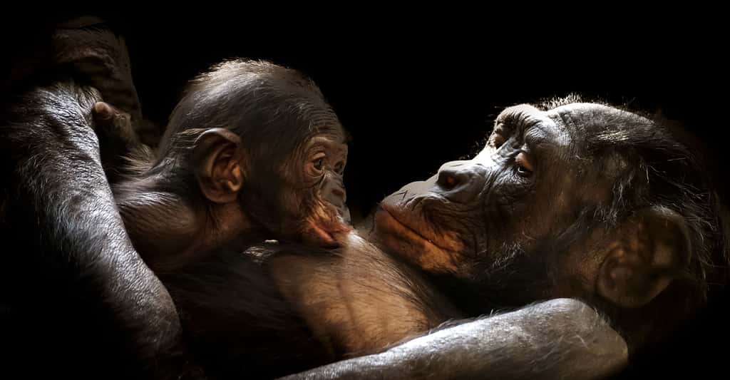 Gorilles, le tendre regard d'une maman. © GerMai, Pixabay, DP 