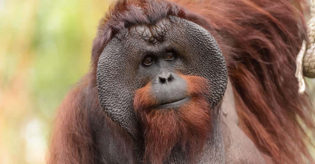 Mâle orang-outan de Bornéo. © Eric Kilby, <em>Wikimedia commons, </em>CC by-sa 2.0
