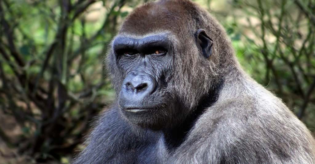 Gorille des forêts. © Meldoraley46, Pixabay, DP