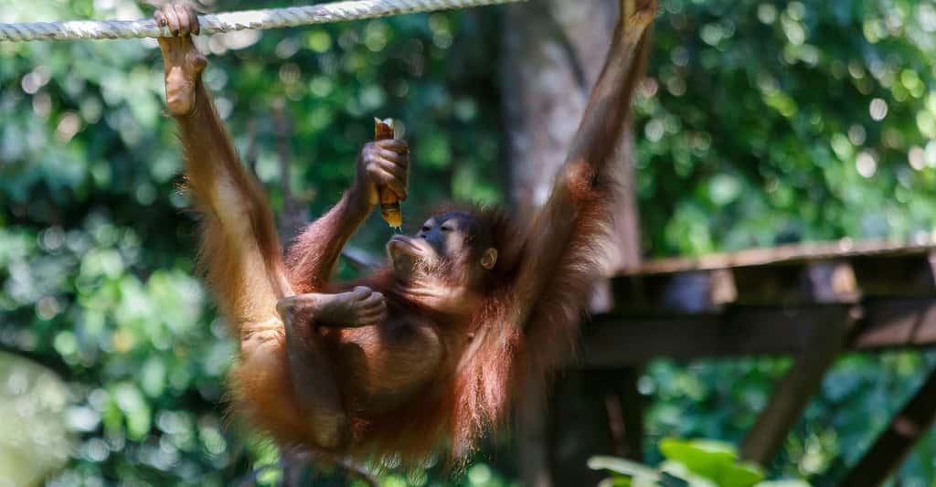 Jeune orang-outan. © CEphoto, Uwe Aranas, <em>Wikimedia commons,</em> CC by-sa 3.0