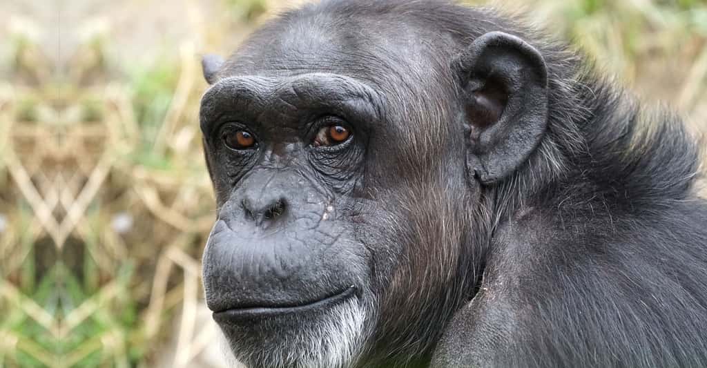 Chimpanzé. © Pixel-mixer, Pixabay, DP