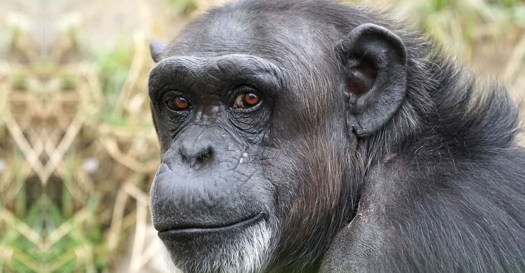 Chimpanz Dossier