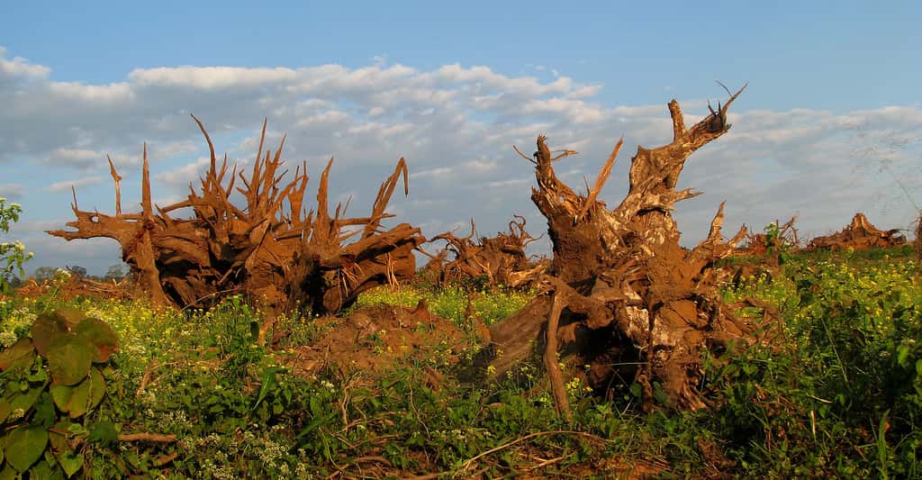 Il faut lutter contre la déforestation. © Nandini Velho, <em>Wikimedia commons,</em> CC by-sa 3.0