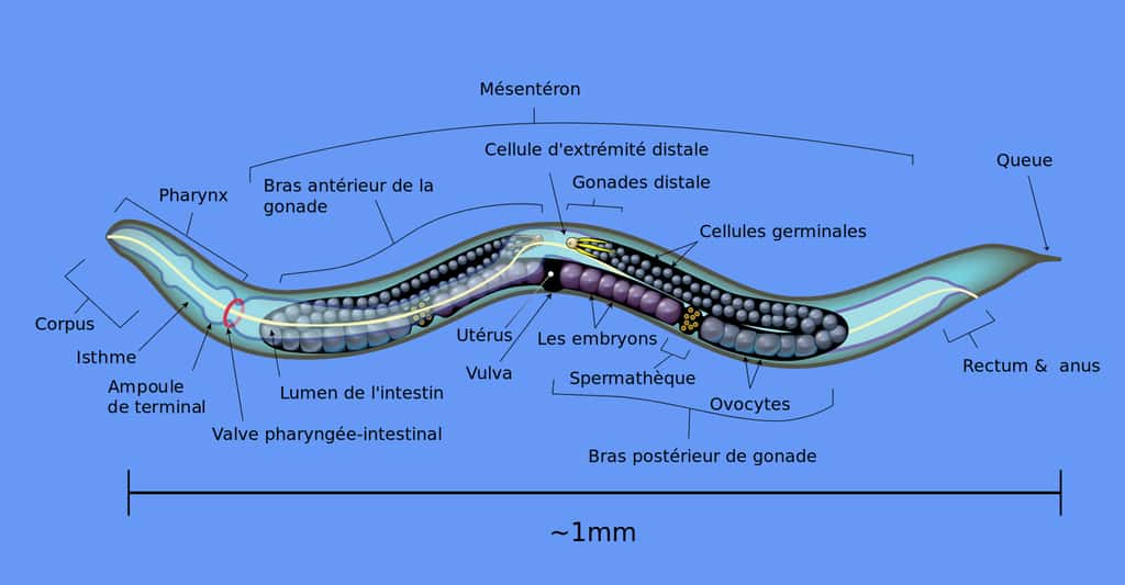 NématodeCaenorhabditis elegans. © Domaine public