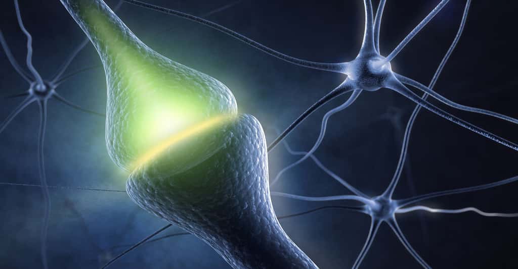 Le synapse est une zone fonctionnelle entre deux neurones. © Sashkin, S hutterstock