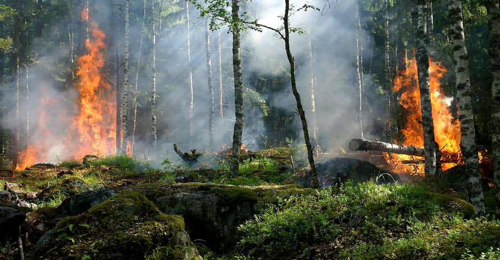 Les feux de forêt font des ravages sur la biodiversité. © Ylvers, DP