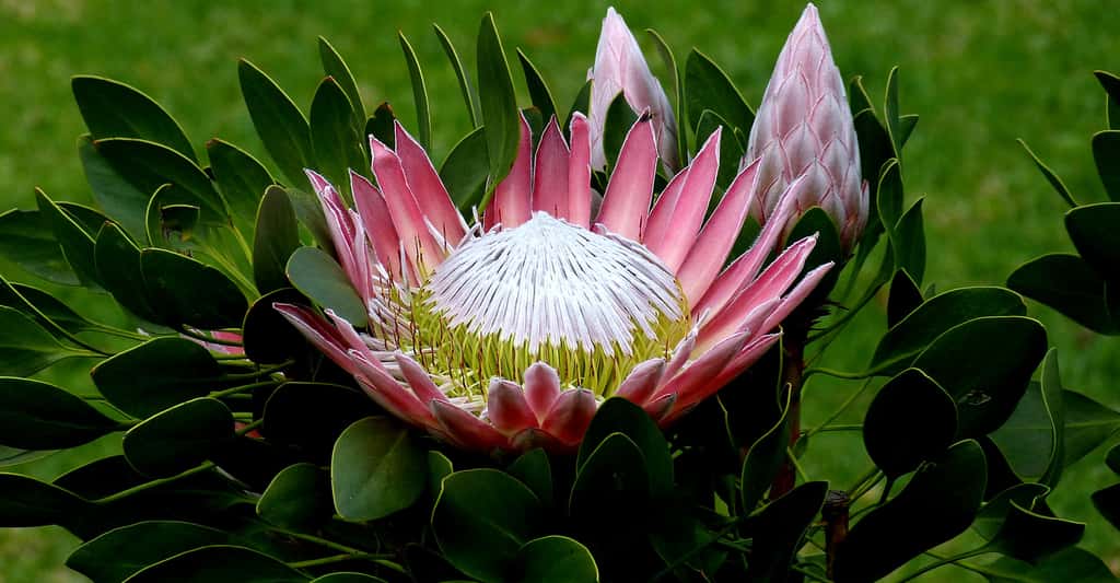 <em>Protea, </em>Afrique du Sud. © Falco, DP