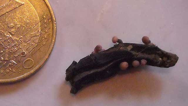 <em>Stroma Claviceps purpurea</em> : champignon en train de faire les spores. © Odile Jacquin, <em>Wikimedia commons</em>, CC 2.0