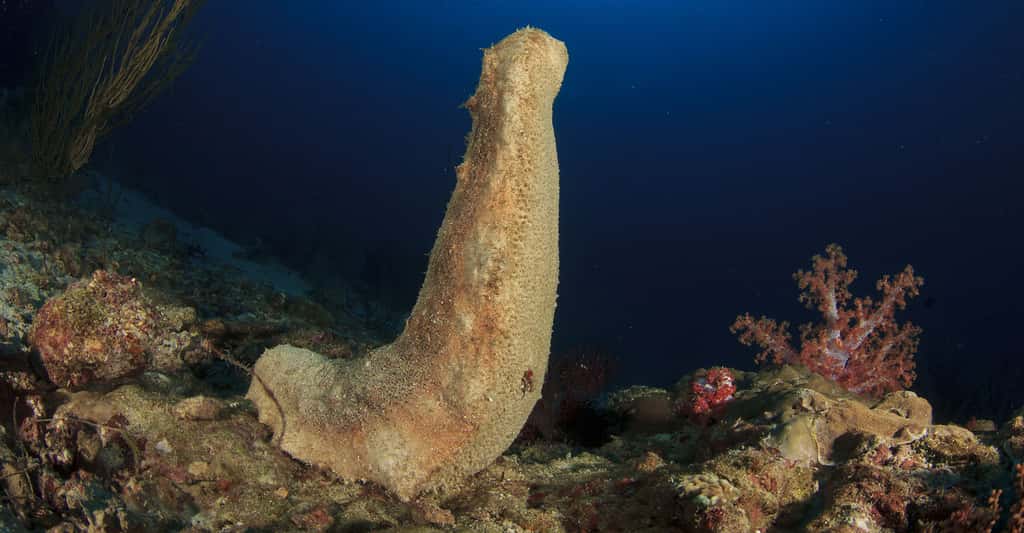 Concombre de mer.©  Rich Carey - Shutterstock