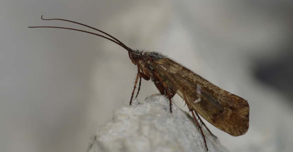 Trichoptera sp., to Robinson trap, Søborg, Denmark. © Donald Hober - CC BY-SA 2.0