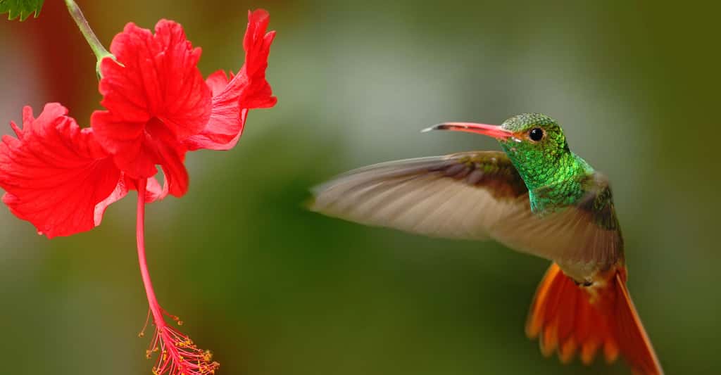 Quels sont les différents acteurs et processus de la pollinisation ? Ici, une espèce de colibris vivant en Équateur. © Ondrej Prosicky, Shutterstock