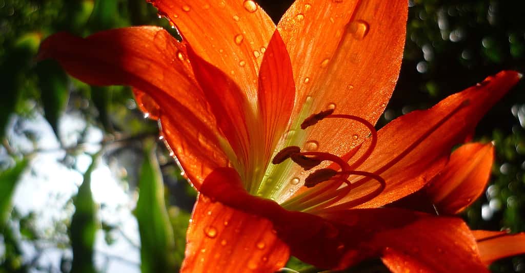 Comment l'hydrochorie, la pollinisation par l'eau, fonctionne-t-elle ? Ici, un lis orangé. © Jenniejune133, Shutterstock