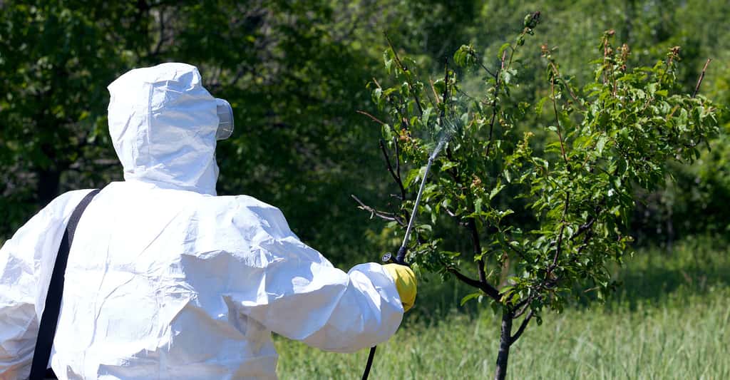 Biodiversité : les pollinisateurs menacés par les pesticides