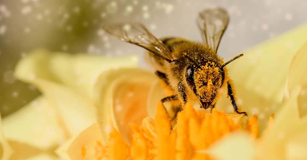 Découvrez nos T-shirts abeilles. Ici, une abeille butinant. © Myriams-Fotos, Shutterstock