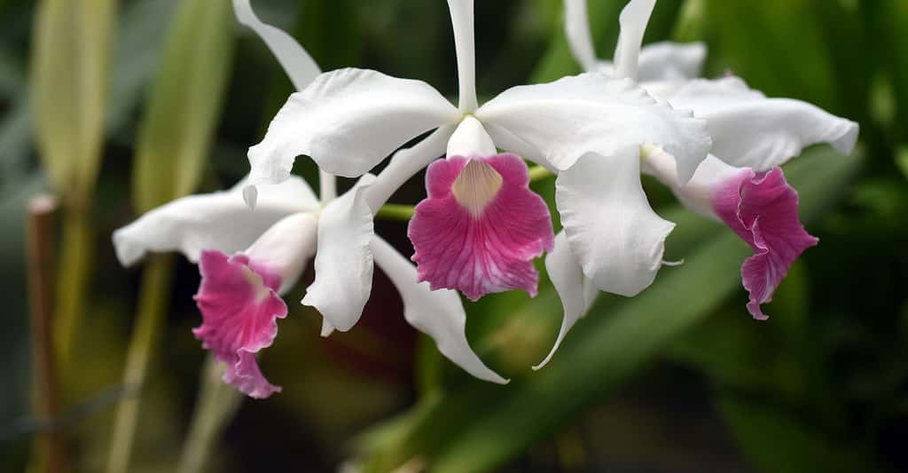 Orchidée blanche et pourpre <em>Laelia-purpurata. </em>© Ddouk, Domaine public