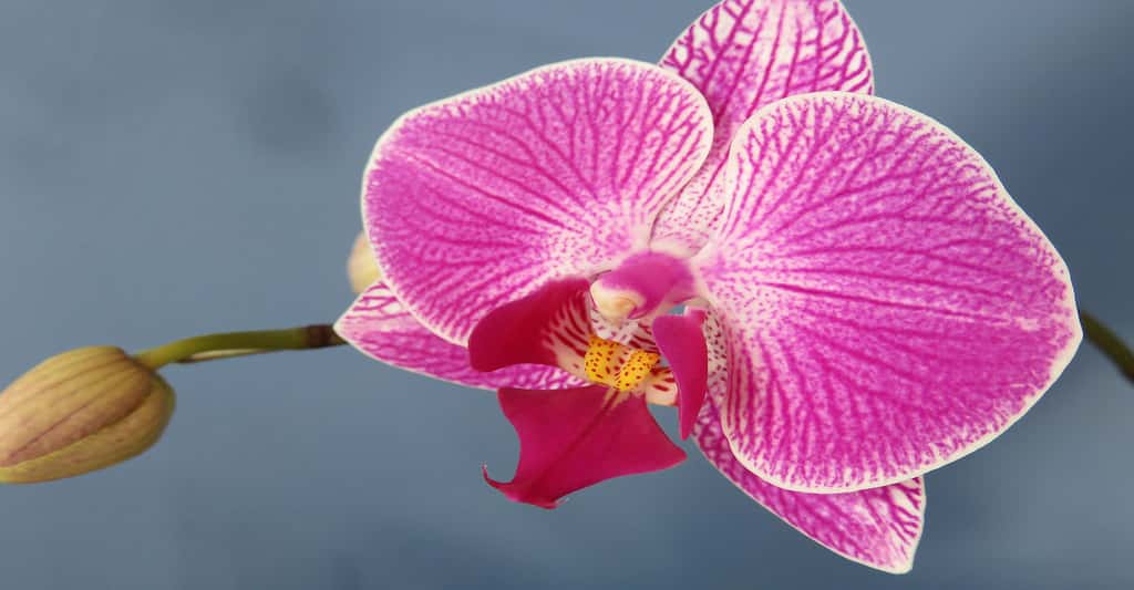 Orchidée <em>Phalaenopsis.</em> © NatashaG, Domaine public