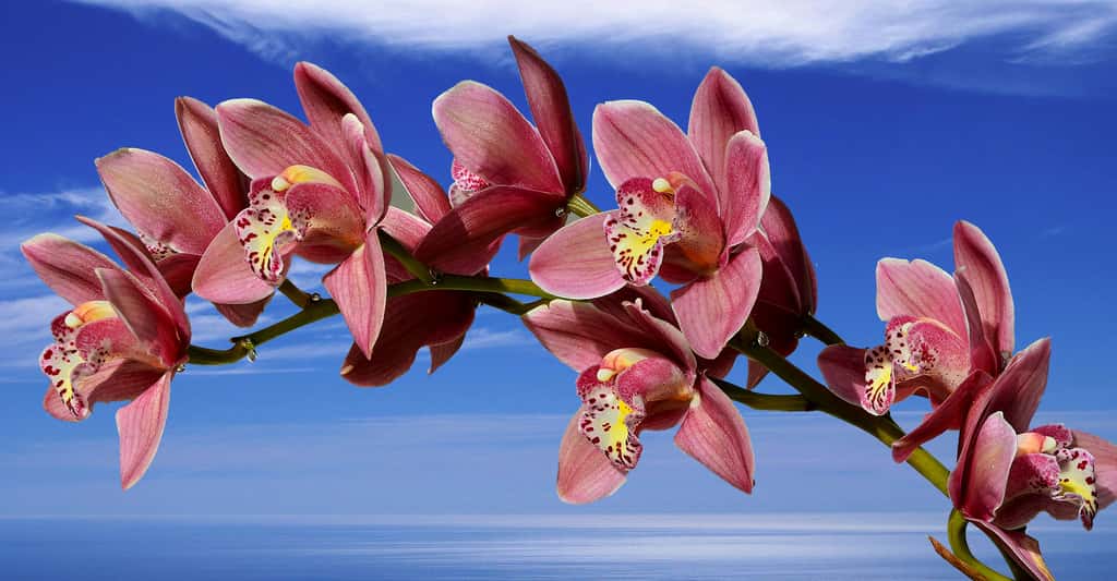 Orchidée Cymbidium : facile d'entretien