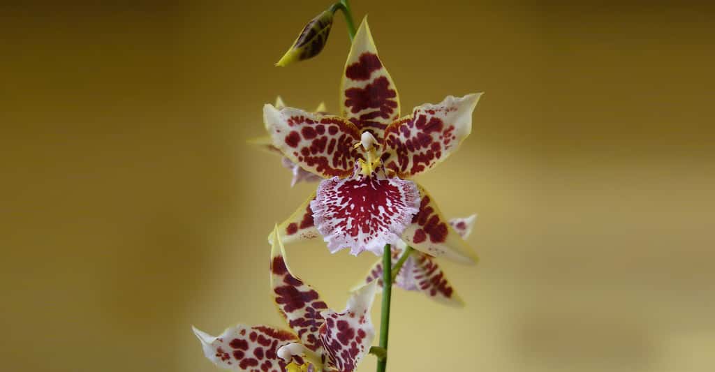 Orchidée <em>Cambreya</em>. © Nabokov, CC by-sa 3.0