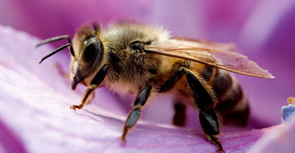 Une abeille butinant. © Umberto Salvagnin, CC by-nc 2.0