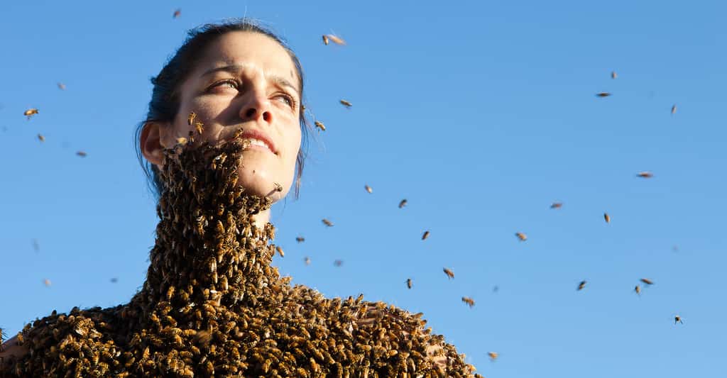 En savoir plus sur les abeilles et la ruche