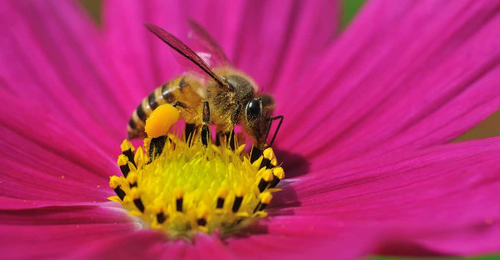 Pollen récolté sur les pattes d'une abeille. © Ordan Lye, Shutterstock