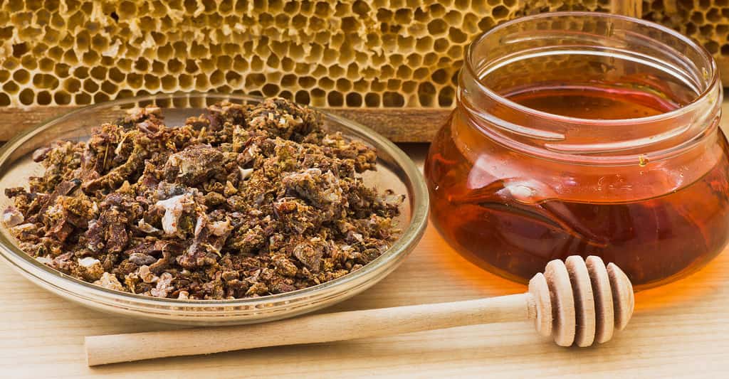 Les produits de la ruche : la propolis et la cire