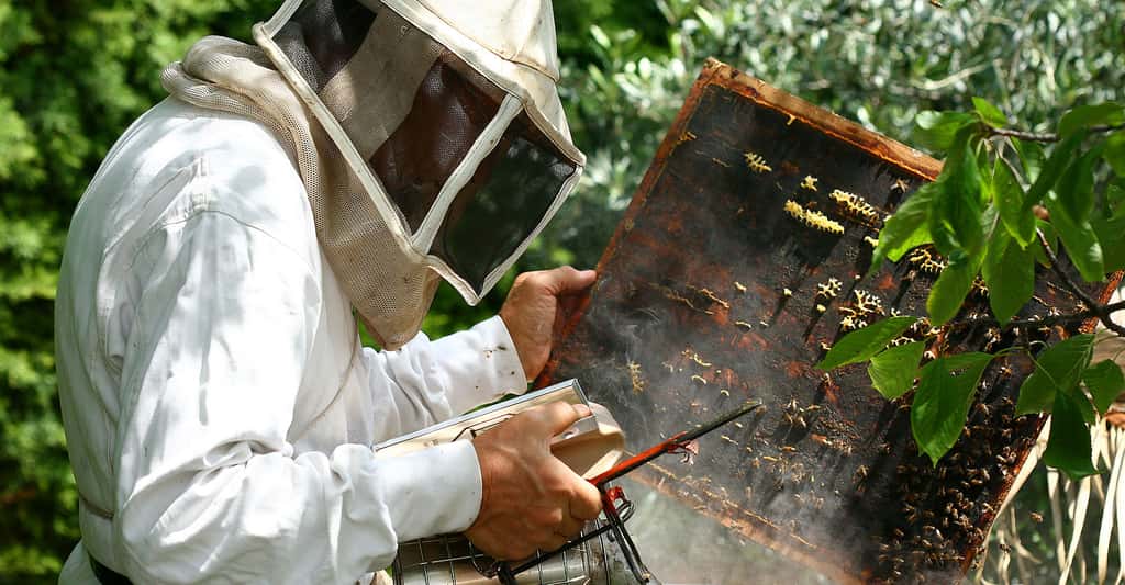 L'enfumoir est nécessaire pour calmer les abeilles. © Girodjl, Shutterstock