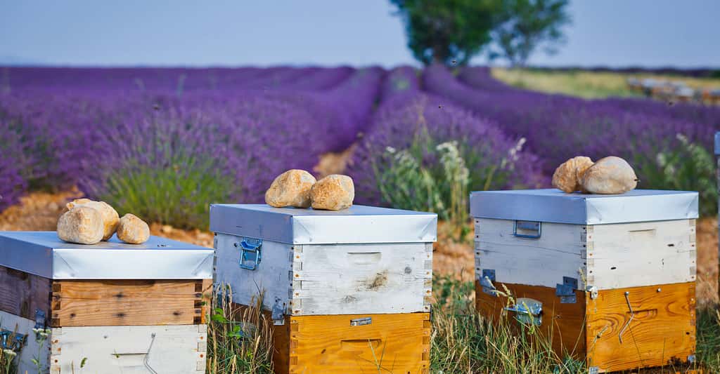 Des ruches installées près de champs de lavande, en Provence. © Max Topchii, Shutterstock